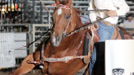This event is a horse race with turns. The cowgirl’s time begins as she rides her horse across the starting line in the arena. She makes a run around thee...