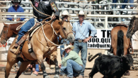 Calf roping is an authentic ranch skill that originated from the working cowboy. Once the calf has been roped, the cowboy dismounts and runs down the length of the rope...