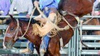 2008 was a great year for the livestock of Powder River Rodeo and their partner company D & H Cattle. The famed 2005, 2007 World Champion Saddle Bronc Miss Congeniality...