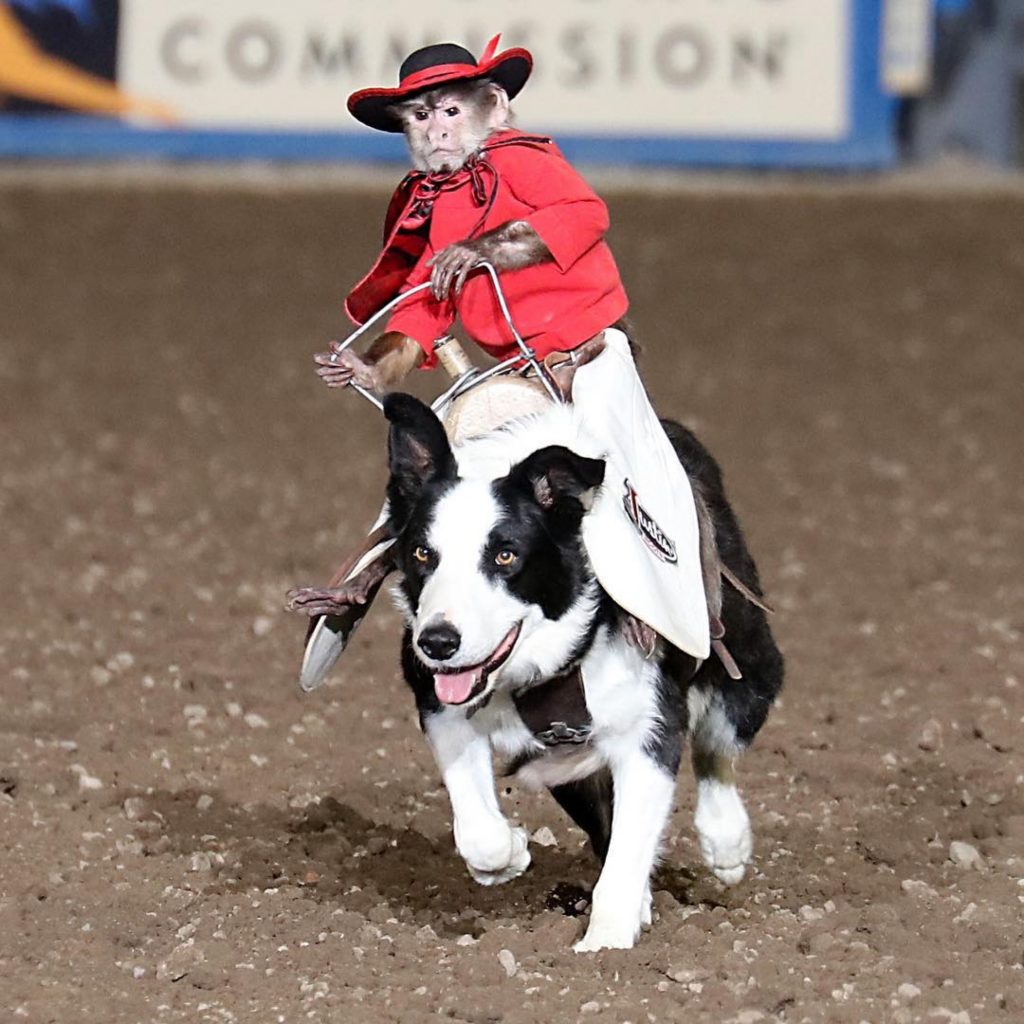 Whiplash The Cowboy Monkey Dinosaur Roundup Rodeo