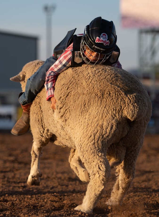 Mutton Busting Vernal's Dinosaur Roundup Rodeo